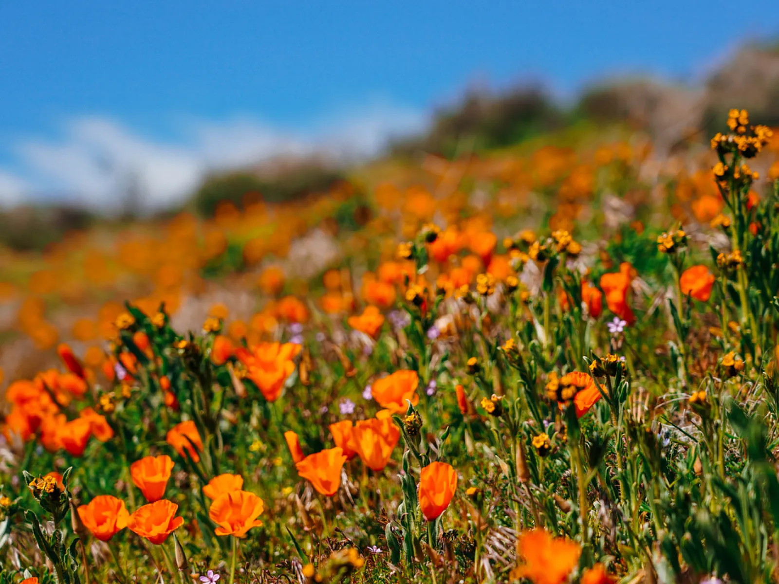 Experience the Super Bloom in Los Angeles | Discover Los Angeles